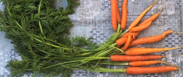 Karottengrün: Das üppige Grün der Karotte enthält viel Calzium und ist mild im Geschmack. Roh lässt sie sich wie Petersilie zum Würzen von Salaten und Suppen verwenden sowie als gesunde Zutat in Smoothies. Mit wenigen weiteren Zutaten (Olivenöl, Pinienkerne, Knoblauch, Parmesan) kann man das Karottengrün auch zu einem leckeren Pesto verarbeiten.