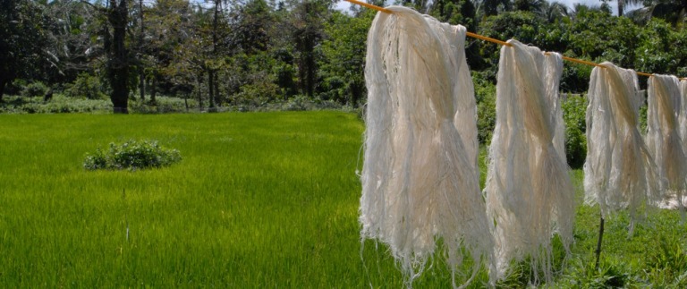 Bislang waren die Blätter eigentlich ein Abfallprodukt. Jetzt werden aus ihnen Fasern gewonnen, die nach dem Trocknen in der Sonne weiterverarbeitet werden. Die leckere Frucht spielt bei der Materialherstellung im Übrigen keine Rolle – und landet nach wie vor im Obstregal. (Foto: ananas anam)