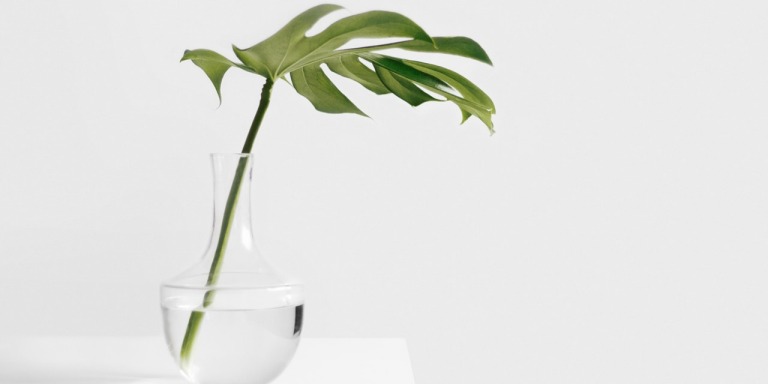 minimalismus zimmerpflanze 100
