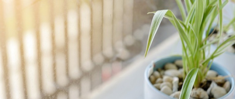 Die Grünlilie saugt förmlich allerlei Benzol, Xylol und Kohlenstoffmonoxide an. Laut Ergebnissen der NASA-Studie kann die Pflanze innerhalb von nur zwei Tagen bis zu 90 Prozent der vorhandenen Giftstoffe aus der Raumluft entfernen. Weil sie außerdem Substanzen wie Schimmel und andere Allergene absorbiert, ist sie perfekt für Menschen mit Stauballergien geeignet. Und das Gute: Die Grünlilie ist nahezu unkaputtbar und wächst und wächst und wächst und wächst…