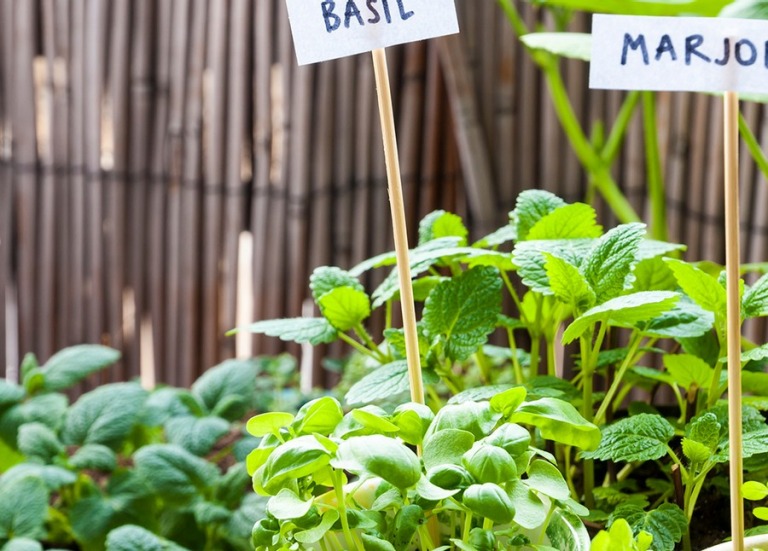 landhaus tipps basil